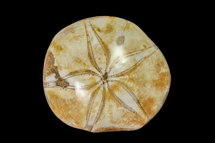 Polished Fossil Sand Dollar (Mepygurus) - Jurassic #158094